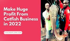 Successful Catfish Business in Nigeria
