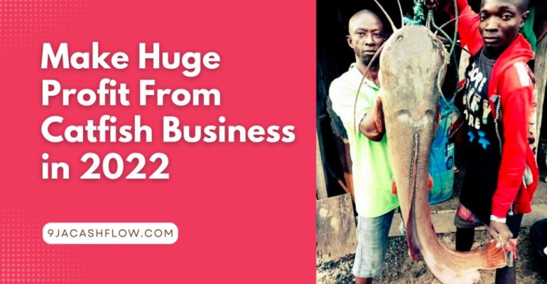 Successful Catfish Business in Nigeria