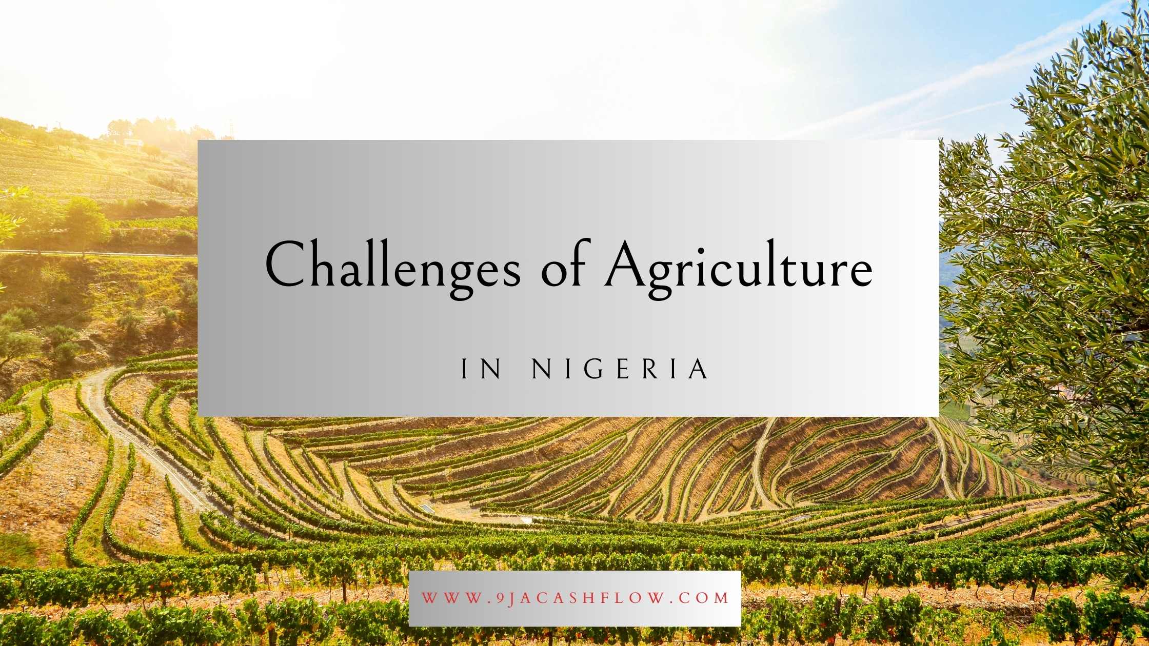 The Challenges of Agricultural Investment in Nigeria