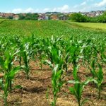 Agriculture Daily Digest – October 30, 2025