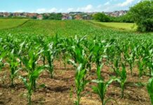 Agriculture Daily Digest – May 22, 2026