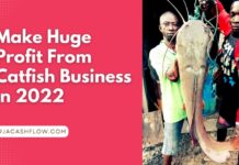 How To Start A Profitable Catfish Farming Business In Nigeria in 2022 How To Start A Profitable Catfish Farming Business In Nigeria in 2022