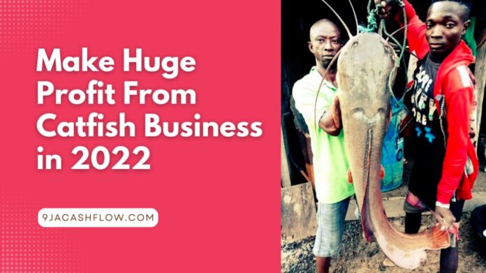 How To Start A Profitable Catfish Farming Business In Nigeria in 2022